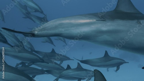 Large pods of wild spinner dolphins swimming gracefully in the clear blue waters of the Red Sea, captured in stunning 4K slow motion with natural light and beautiful underwater visibility.
