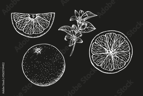 Orange plant drawings set. Botanical outline sketch illustrations in engraving style for cooking, spa, medicinal tea, and garden decor. Hand drawn vector floral clipart, isolated