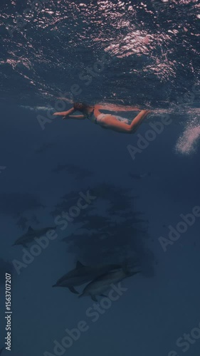 Freediver swims gracefully with wild spinner dolphins in clear ocean water. 4K slow motion captures playful movements, natural light, and a magical connection with marine life.
