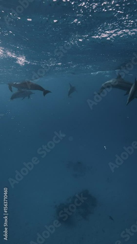 Large pods of wild spinner dolphins swimming gracefully in the clear blue waters of the Red Sea, captured in stunning 4K slow motion with natural light and beautiful underwater visibility.
