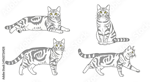 Four American Shorthair cats in different poses on white background  