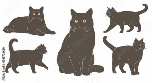 British Shorthair cats in different poses and playful expressions  