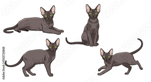 Devon Rex cats in different poses on white background  