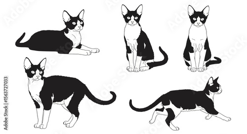 Illustration of Devon Rex cats in different poses on white background  