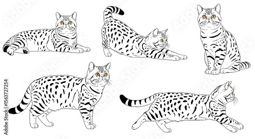 Exotic Shorthair cats in different poses showing playful behavior  