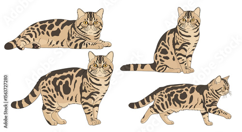 Four exotic shorthair cats in different poses and expressions  