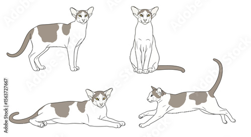 Oriental Shorthair cat in different poses on white background - Concept of cats in different poses  