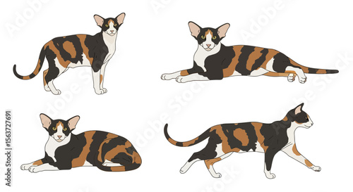 Oriental Shorthair cat in various poses on a white background  