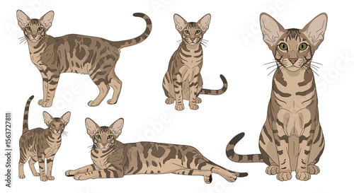 Oriental Shorthair cats in different poses and expressions  