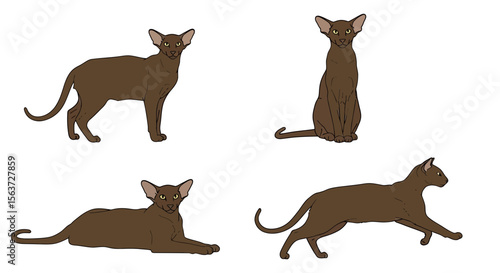 Oriental Shorthair cat in different poses standing, sitting, and lying  