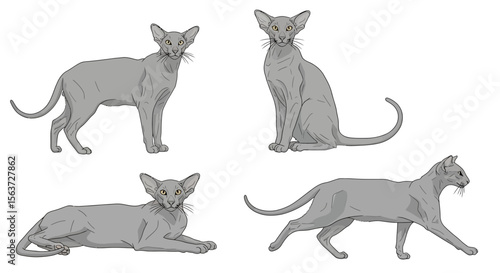 Oriental Shorthair cats in different poses and positions  