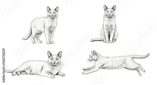 Russian Blue cats in various poses and expressions - Concept of cats in different poses  