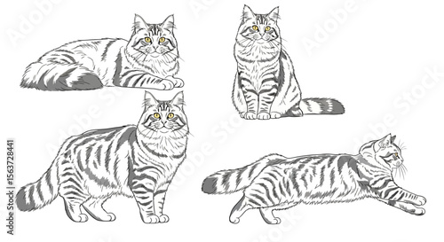Four Siberian cats in different poses on white background  