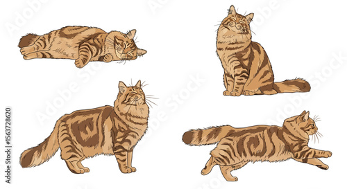 Siberian cats in various poses and positions on white background  