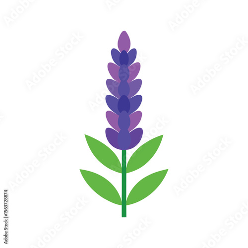 Tall garden lupine flower with vertical blooms in a variety of colors for natural scenes Vector illustration on white background