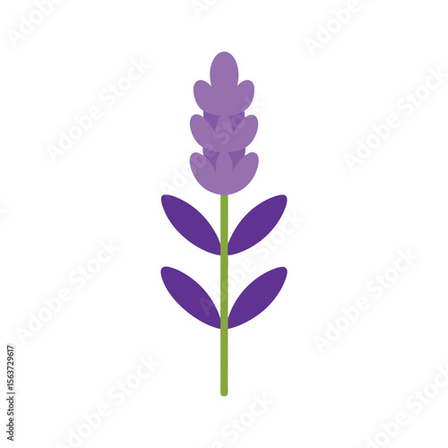 Soothing lavender flower with tall purple spikes and fragrant appeal for calm artwork Vector illustration on white background