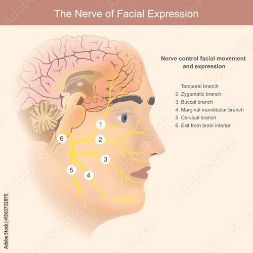 The Nerves of Facial Expression. This image illustrates the intricate network of the facial nerve and its various branches, which collectively control facial movement and expression.