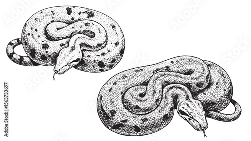 Vintage engraved boa constrictor coiled in detailed black line art on plain white background