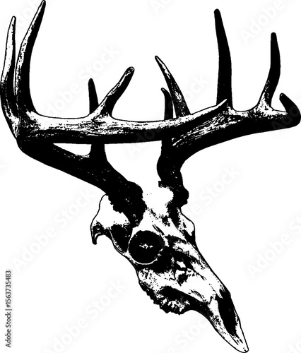 deer skull hand drawn illustration vintage. Craneo de venado. SVG