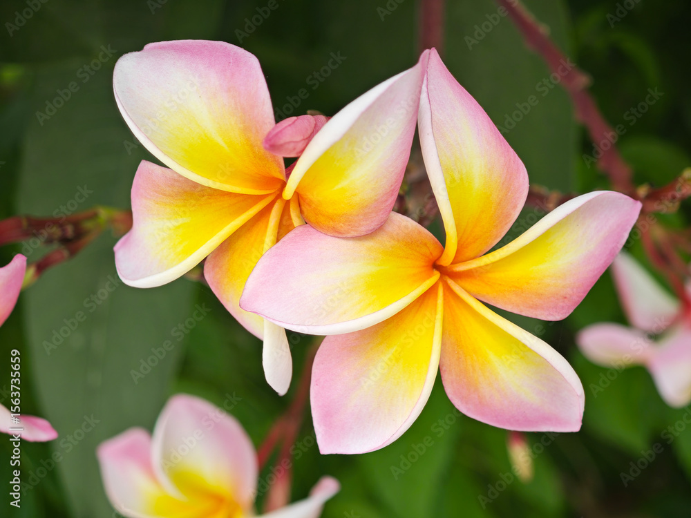 Fototapeta premium blossom frangipani in the garden