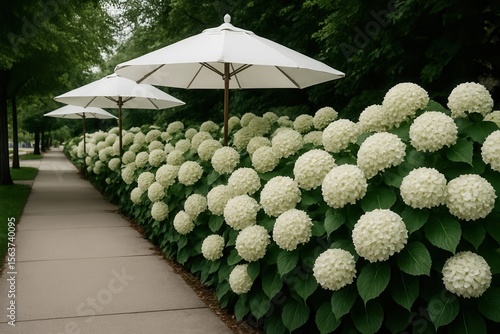 A row of white hydrangeas lined up along a sidewalk with umbrellas
