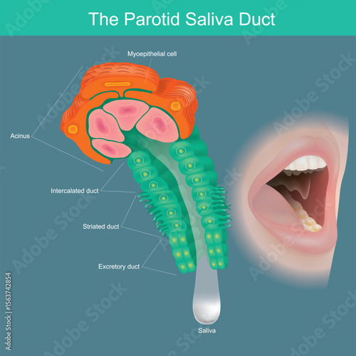Microscopic view of the parotid gland's secretory and ductal system, culminating in saliva delivery to the oral cavity.