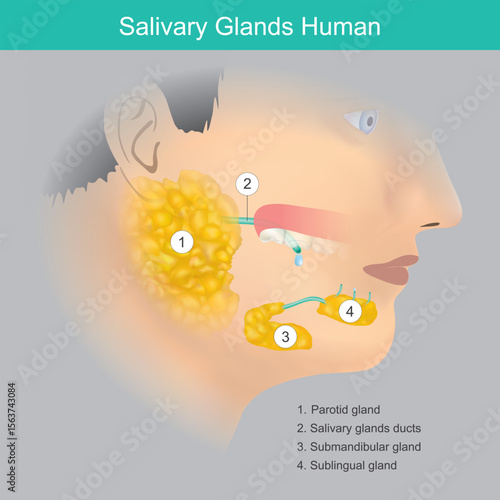 Anatomical overview of the major salivary glands in the human head and their respective ducts, which secrete saliva into the oral cavity.