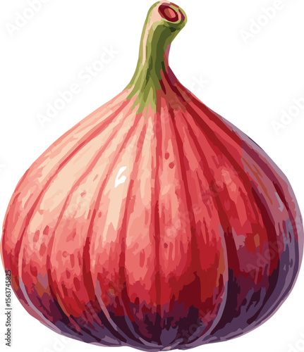 Vector watercolor painted illustration of a fig