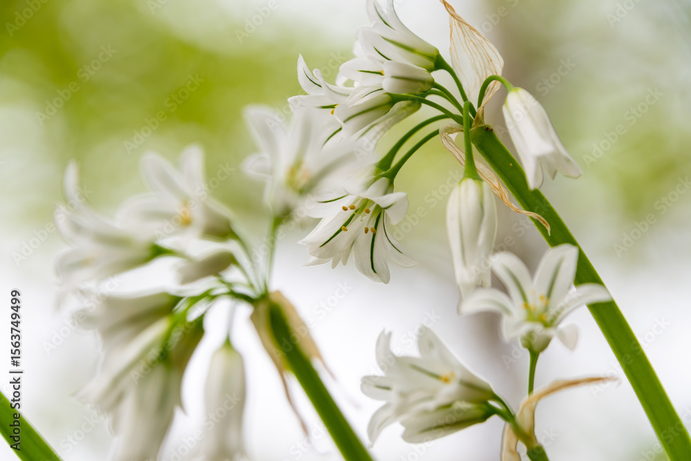 Fototapeta premium 純白のアリウム・トリケトラムの花の群生