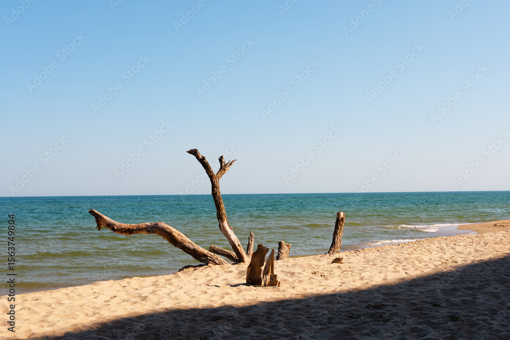 A calm beach scene with large pieces of weathered driftwood on the sandy shore, meeting the gentle waves of the blue sea under a clear sky. A calm beach scene with large pieces of weathered driftwood on the sandy shore, meeting the gentle waves of the blue sea under a clear sky.