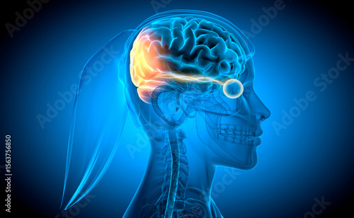 Woman with optic nerve and link to stimulated brain region - X ray style 3D illustration with blue background © peterschreiber.media