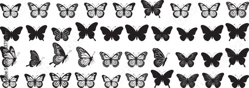 Black white butterflies wing patterns butterfly