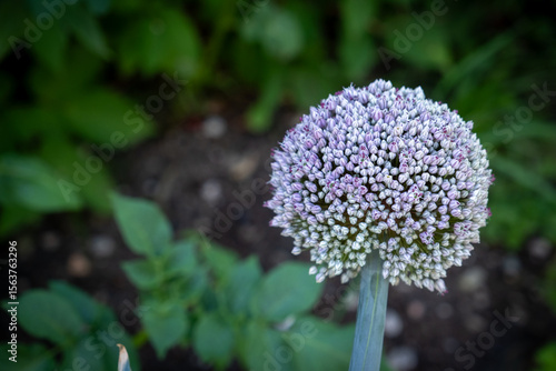 Wallpaper Mural Zwiebelblüte im Garten Torontodigital.ca