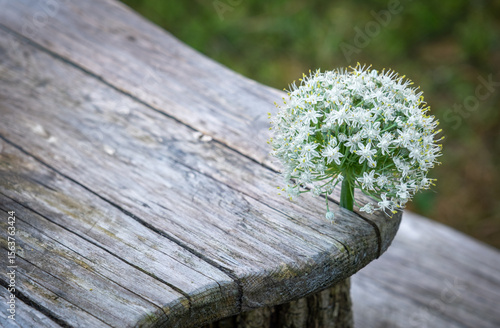Wallpaper Mural Lauchblüte, Torontodigital.ca