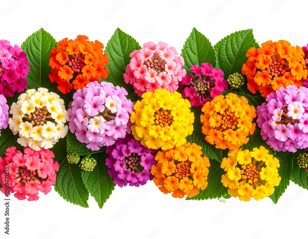 Obraz premium Seamless Border of Colorful Lantana Flowers and Leaves, isolated on a transparent background.
