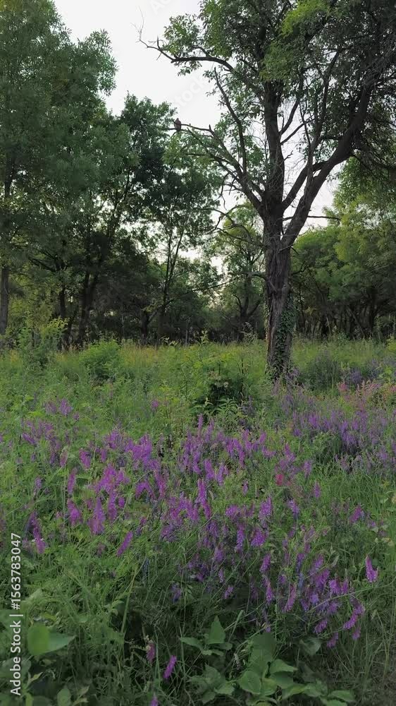 Vibrant wildflowers Bird vetch, flourishing in a tranquil forest scene Vibrant wildflowers Bird vetch, flourishing in a tranquil forest scene