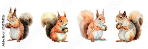 Set of watercolor squirrels. Cute watercolor squirrels with fluffy tails holding a nut in their paws. Watercolor forest inhabitants. Cute watercolor animals. Vector illustration.
