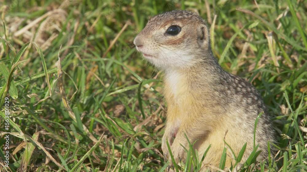 Speckled ground squirrel or spotted souslik wild animals, Spermophilus suslicus Speckled ground squirrel or spotted souslik wild animals, Spermophilus suslicus