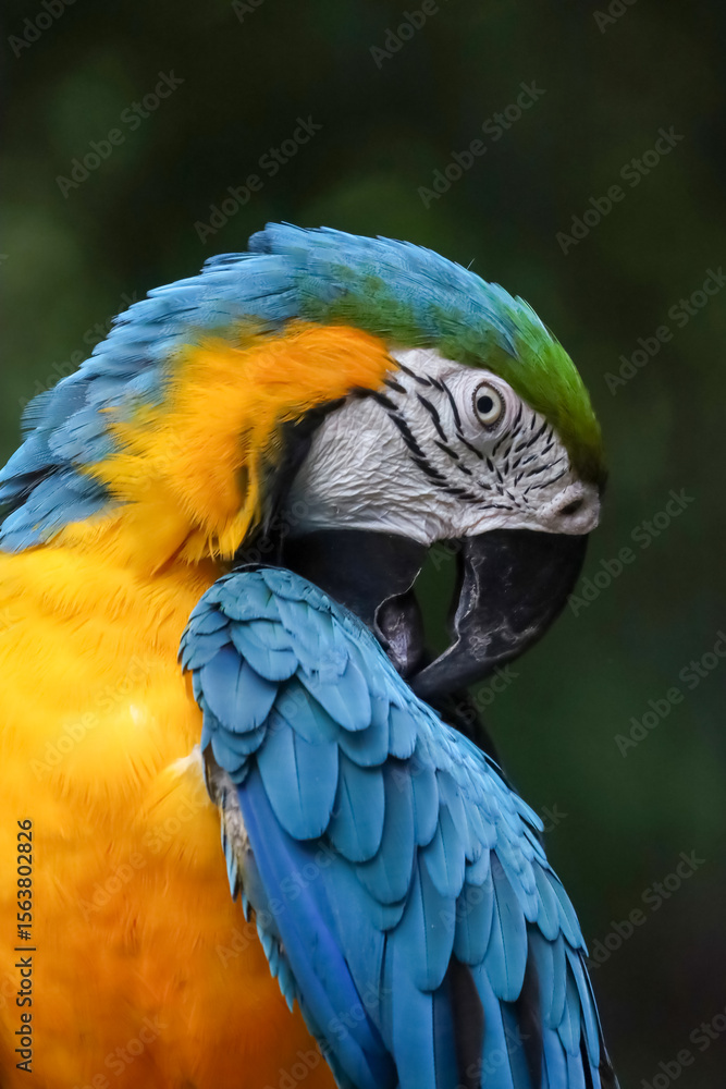 Fototapeta premium Close up head the blue macaw parrot bird in garden