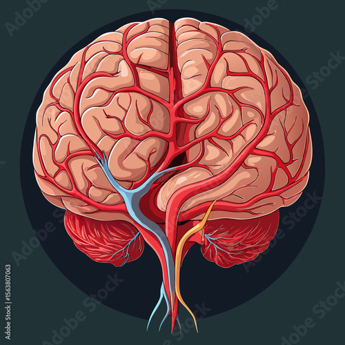 Detailed Illustration of the Human Brains Blood Vessels