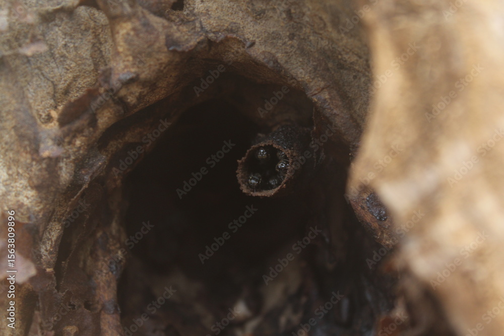 Obraz premium Nest of stingless bees (Meliponini) in a tree hollow