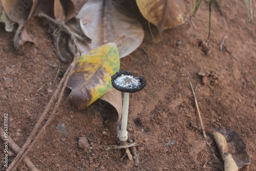Fragile Mushroom in Leaves