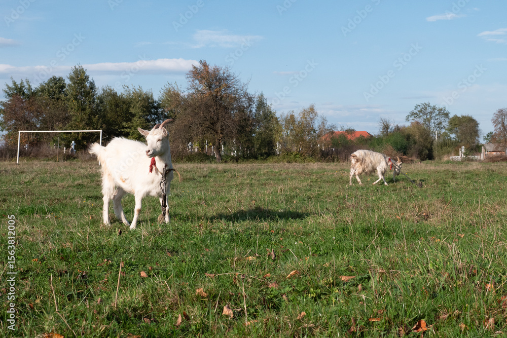 Obraz premium Goats graze on the meadow. Agriculture. Care of goats.