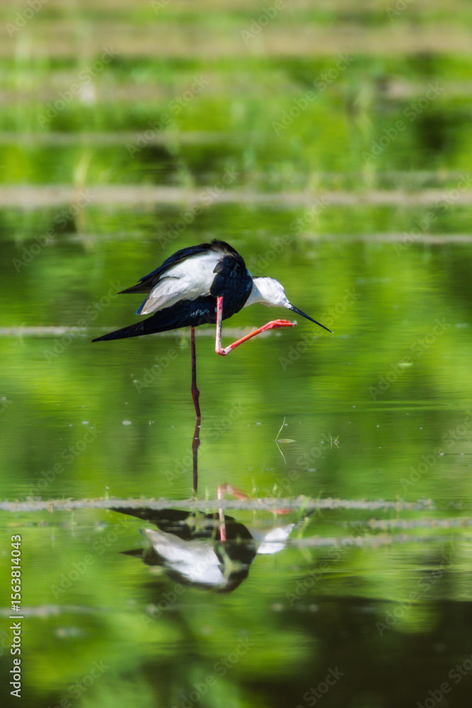 Obraz premium Black-winged Stilt in the Racconigi Stork and Duck Center