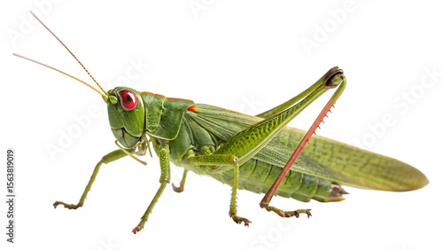 Wallpaper Mural Detailed macro view of a green grasshopper with red eyes isolated on transparent background Torontodigital.ca