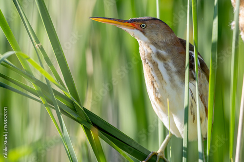 Least Bittern