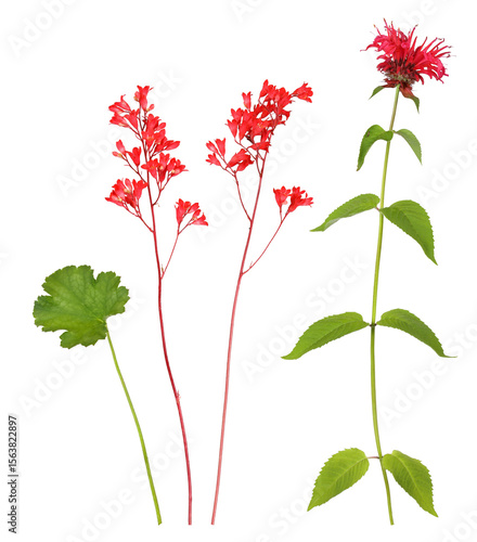The garden flowers coral bells r and bee balm 