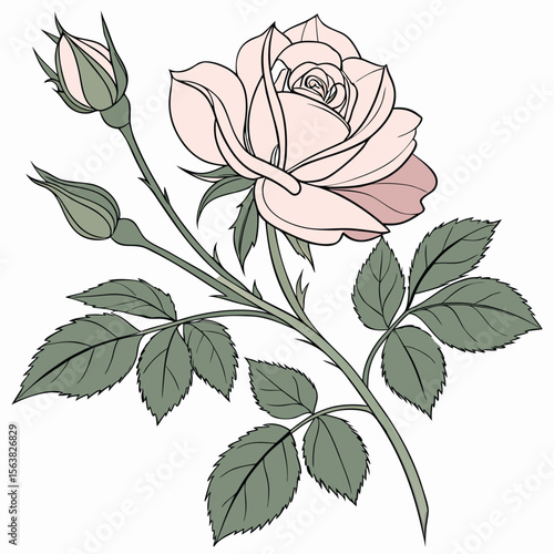 Elegant depiction of a light pink rose with unopened buds and leaves