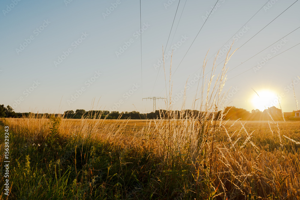 Obraz premium Die Sonne kommt groß und strahlend am Horizont hoch. Eine Überlandstromleitung führt den Blick über ein Kornfeld zum Strommasten und einem grünen. Im Vordergrund steht wildes Getreide.Die gelbe Farbe 