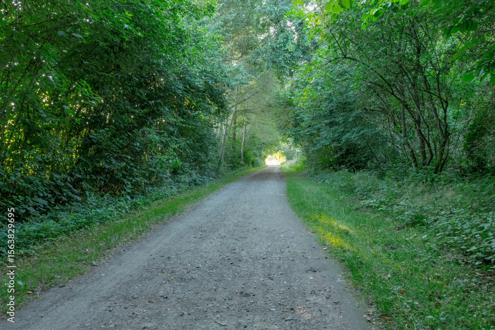 Ein schattiger Waldweg bei Sonnenaufgang mit dichtem grünem Laub und weichem Licht, das den Weg am Ende erleuchtet. Eine ruhige Naturaufnahme voller Tiefe und Stimmung. Ein schattiger Waldweg bei Sonnenaufgang mit dichtem grünem Laub und weichem Licht, das den Weg am Ende erleuchtet. Eine ruhige Naturaufnahme voller Tiefe und Stimmung.